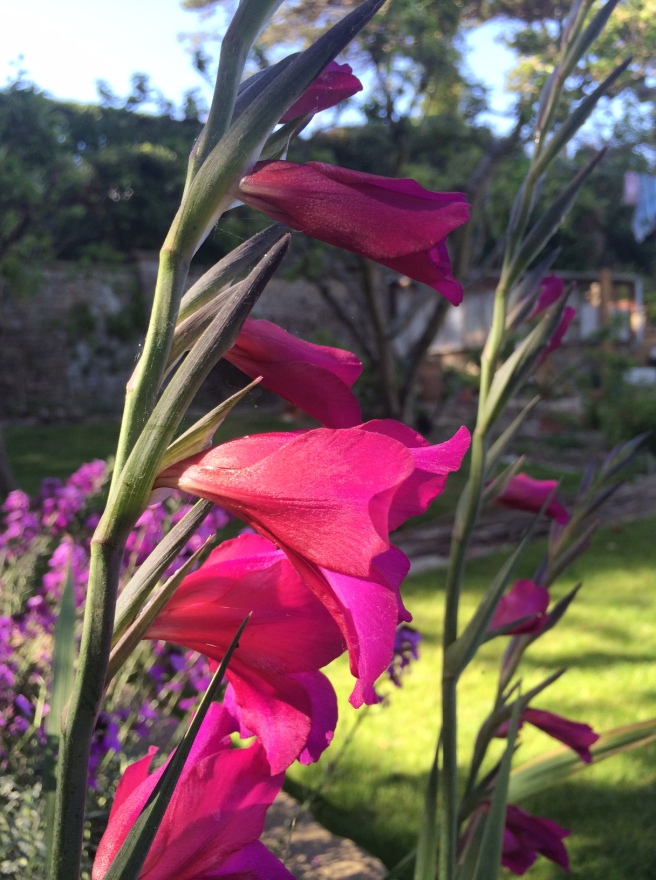 Gladioli – they appeared out of the blue from soil we brought in. Very pleasing.  