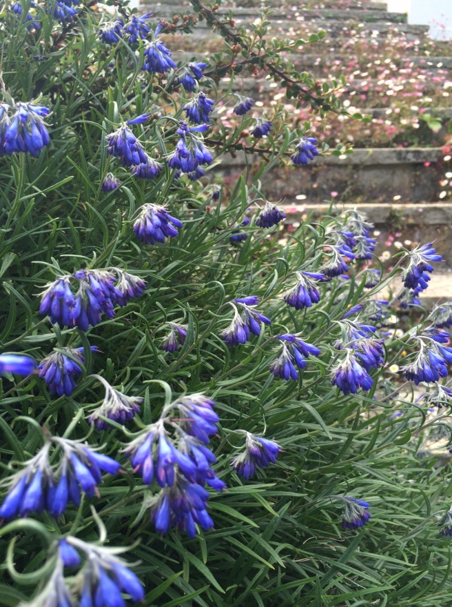 This really pretty plant is growing out of a wall – it's quite woody with lavender/rosemary-type leaves and the most gorgeous blue flowers. I've looked for it in our books but haven't found what it is. Does anyone know?