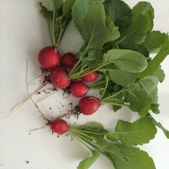 Our first radishes harvested yesterday. They were delicious (more so because I sowed the seed, tended them and watched them grow).