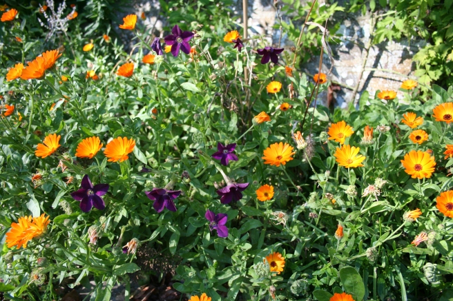 The self-sown marigolds are looking jewel-like with the dark purple nicotiana. 