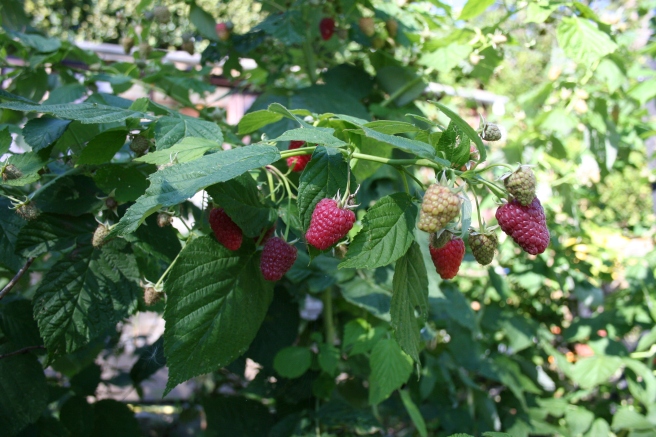 Our autumn raspberries are laden with fruit. 'Joan-J' is the stand-out variety with large, well-formed delicious fruit. The 'Autumn Bliss' canes, while just as prolific, have smaller, less tasty fruit.