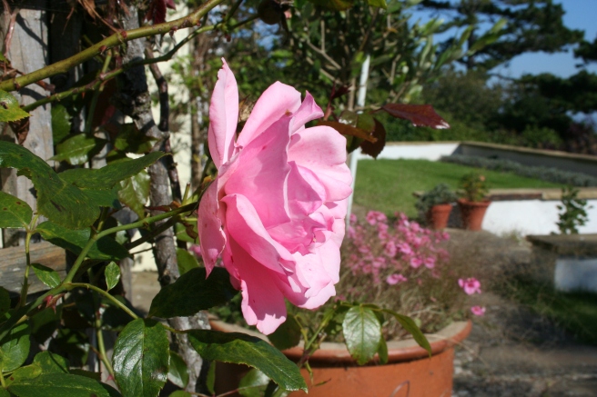 The climbing rose (unknown variety) at the front of the house has been flowering since May. 