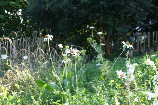 The wilderness at the bottom of the front garden. We sowed chalk grassland wildflower seeds here in May but there are too many weeds that have out-competed the wild flowers. Some, such as the ox-eye daisies, have come up though. It's a tricky area and we need to rethink it.